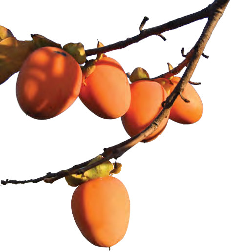 一樹紅柿過冬